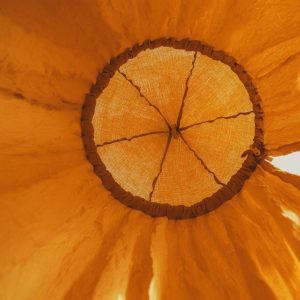 Canopy Ochra