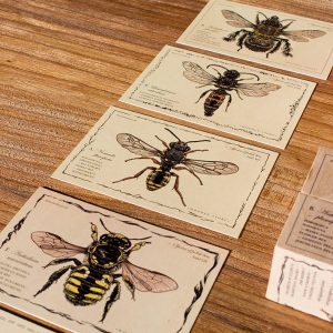 Blocs en bois – La vie d'une abeille Bee Species